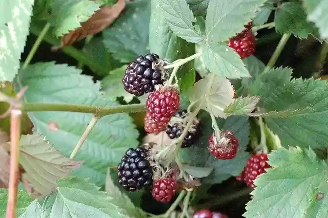 Free download Blackberry Nature Flowers -  free free photo or picture to be edited with GIMP online image editor