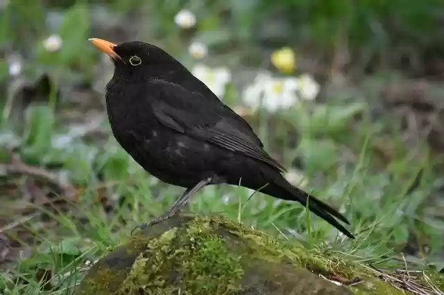 Free download Blackbird Birds Black -  free photo or picture to be edited with GIMP online image editor