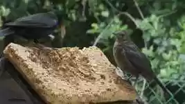 Free download Blackbird Feeding Young Bird -  free video to be edited with OpenShot online video editor