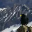 Black Bird Perching in Mountains  screen for extension Chrome web store in OffiDocs Chromium