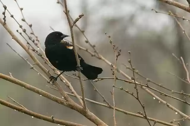 Muat turun percuma templat foto percuma Blackbird Redwing Bird untuk diedit dengan editor imej dalam talian GIMP