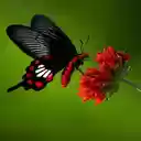 Black butterfly and red flower wallpaper  screen for extension Chrome web store in OffiDocs Chromium