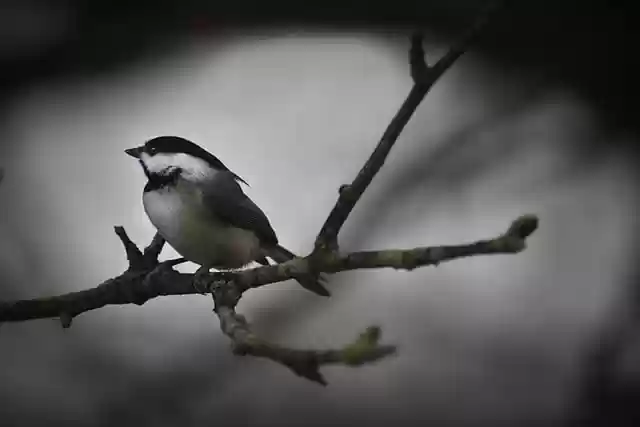 Free download black capped chickadee backyard bird free picture to be edited with GIMP free online image editor