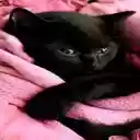black cat and pink blanket wallpaper  screen for extension Chrome web store in OffiDocs Chromium
