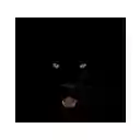 Black Cat Panther  screen for extension Chrome web store in OffiDocs Chromium