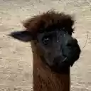 Black coffee alpaca  screen for extension Chrome web store in OffiDocs Chromium