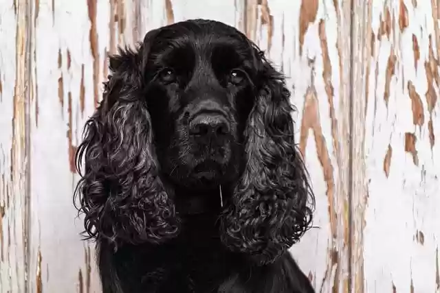 Free download black dog dog canine pet animal free picture to be edited with GIMP free online image editor
