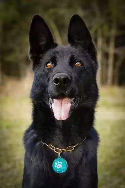 Free download black dog dog german shepherd free picture to be edited with GIMP free online image editor