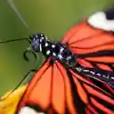Black dragonfly  screen for extension Chrome web store in OffiDocs Chromium