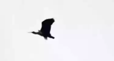 Free download Black-faced Ibis free photo or picture to be edited with GIMP online image editor