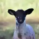 Black Faced Lamb  screen for extension Chrome web store in OffiDocs Chromium