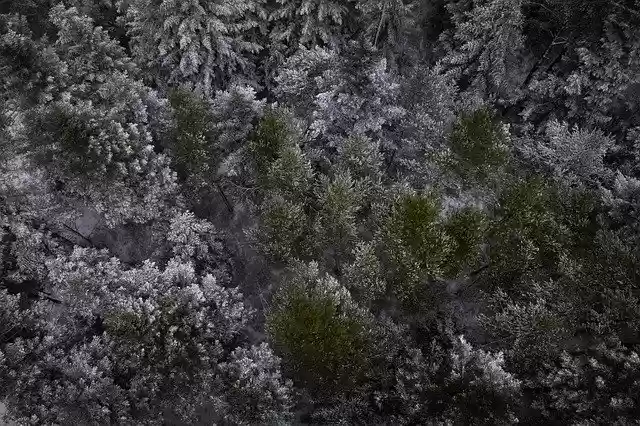Gratis download Black Forest Firs Trees Fir gratis fotosjabloon om te bewerken met GIMP online afbeeldingseditor