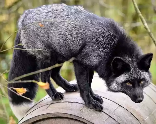 Free download black fox canine red fox melanistic free picture to be edited with GIMP free online image editor