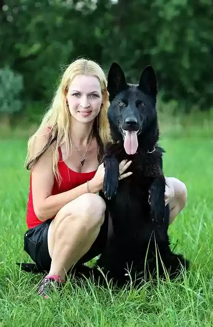 Free download Black German Shepherd Dog Blonde -  free photo or picture to be edited with GIMP online image editor