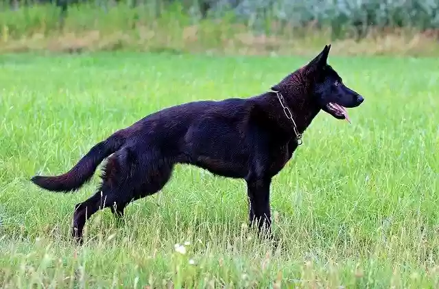Free download Black German Shepherd Dog Consists -  free photo or picture to be edited with GIMP online image editor