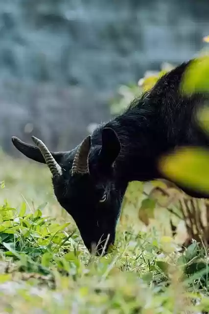 Free download black goat goat grazing animal free picture to be edited with GIMP free online image editor