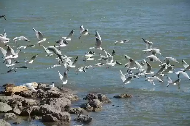 Free download Black Headed Gull Birds Bird -  free photo or picture to be edited with GIMP online image editor