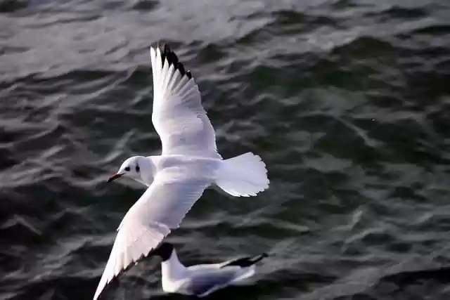 Free download black headed gull water bird free picture to be edited with GIMP free online image editor