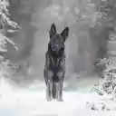 black hound  screen for extension Chrome web store in OffiDocs Chromium