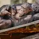 Black Monkey Family  screen for extension Chrome web store in OffiDocs Chromium