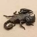 Black scorpion  screen for extension Chrome web store in OffiDocs Chromium