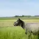 Black sheep in the field  screen for extension Chrome web store in OffiDocs Chromium