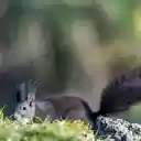 Black Squirrel  screen for extension Chrome web store in OffiDocs Chromium