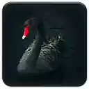 black Swan  screen for extension Chrome web store in OffiDocs Chromium