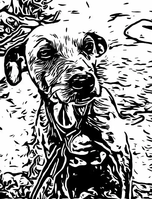 Free download Black White -  free photo or picture to be edited with GIMP online image editor