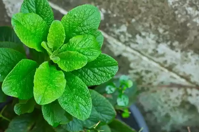 Free download Blade Cho Flowers -  free free photo or picture to be edited with GIMP online image editor