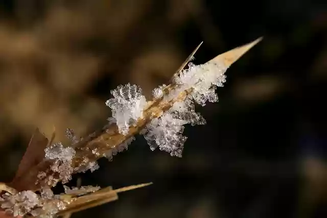 Free download blade of grass winter frost ice free picture to be edited with GIMP free online image editor
