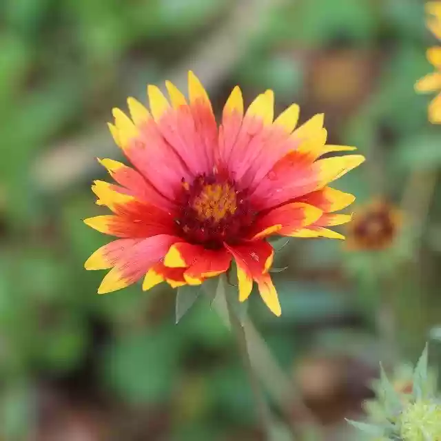 Free download Blanket Flower Bloom -  free photo or picture to be edited with GIMP online image editor