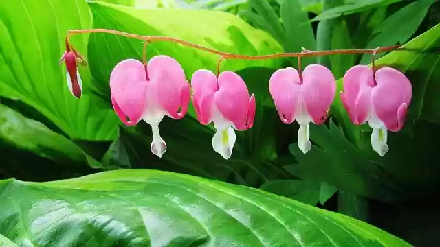 Free download Bleeding Heart Flower Pink -  free photo or picture to be edited with GIMP online image editor