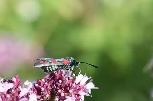 Free download Blood Butterfly -  free photo or picture to be edited with GIMP online image editor
