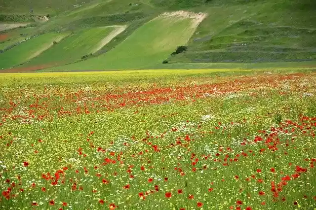 Free download Bloom Colorful Field -  free photo or picture to be edited with GIMP online image editor