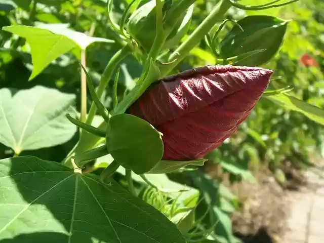 Free download Bloom Flower Rose -  free free photo or picture to be edited with GIMP online image editor