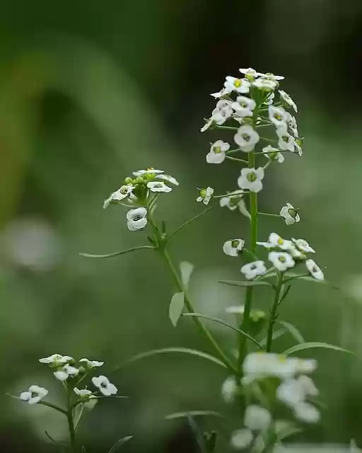 Free download bloom flowers bush nature botany free picture to be edited with GIMP free online image editor