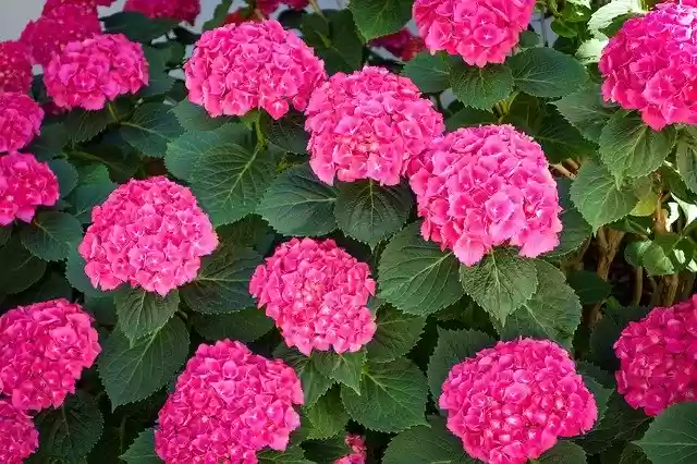 Free download Bloom Flowers Pink -  free photo or picture to be edited with GIMP online image editor