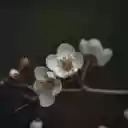 Blooming flowers on thin branch  screen for extension Chrome web store in OffiDocs Chromium