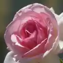 blooming in the sun  screen for extension Chrome web store in OffiDocs Chromium