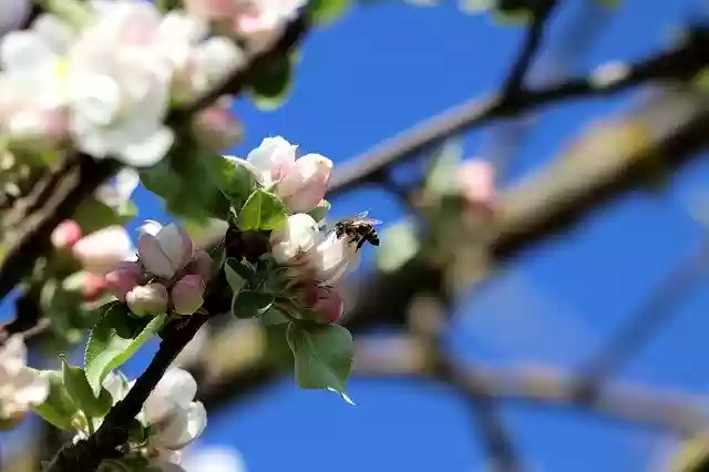 Free download Blossom Bee Insect Fruit -  free photo or picture to be edited with GIMP online image editor
