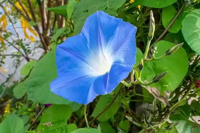 Free download Blossom Bloom Blue -  free photo or picture to be edited with GIMP online image editor