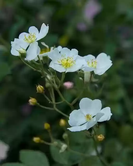 Free download blossom bloom flora petals flower free picture to be edited with GIMP free online image editor