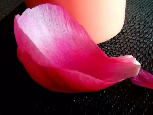 Free download Blossom Bloom Petal -  free photo or picture to be edited with GIMP online image editor