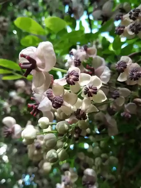 Free download Blossom Bloom Purple -  free photo or picture to be edited with GIMP online image editor