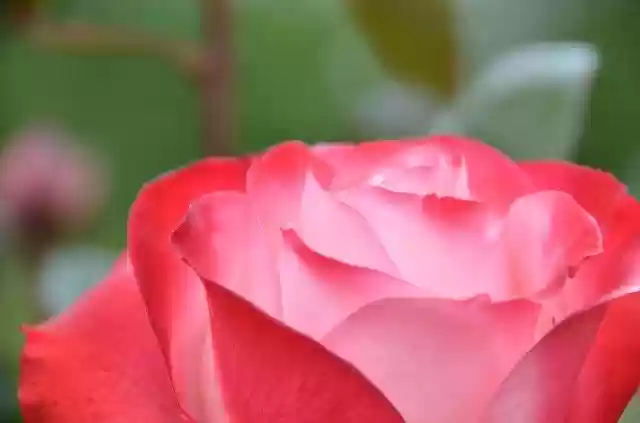 Free download Blossom Bloom Rose -  free free photo or picture to be edited with GIMP online image editor