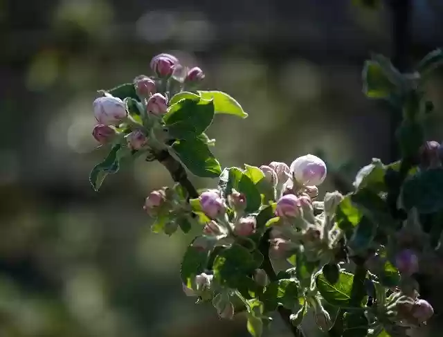 Free download Blossom Bloom White -  free free photo or picture to be edited with GIMP online image editor