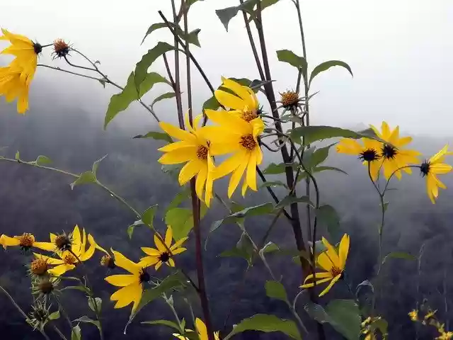 Free download Blossom Bloom Yellow -  free photo or picture to be edited with GIMP online image editor