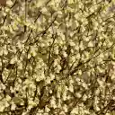 Blossoming Tree  screen for extension Chrome web store in OffiDocs Chromium