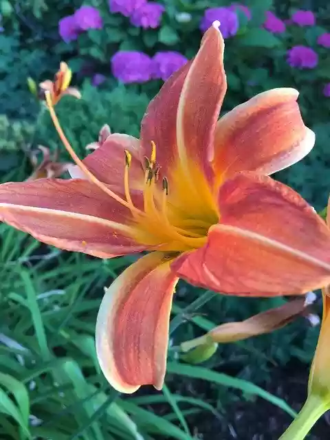 Free download Blossom Lily Flower -  free photo or picture to be edited with GIMP online image editor